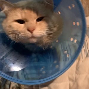 Help me fund my cats medical bills <3
